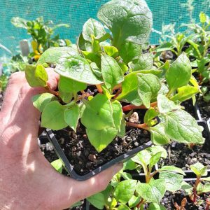 earth-gem-ulluco-potted-plant-kahikatea-farm