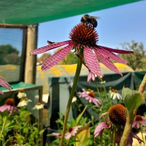 echinacea-flower-bee-plant-kahikatea-farm-nursery