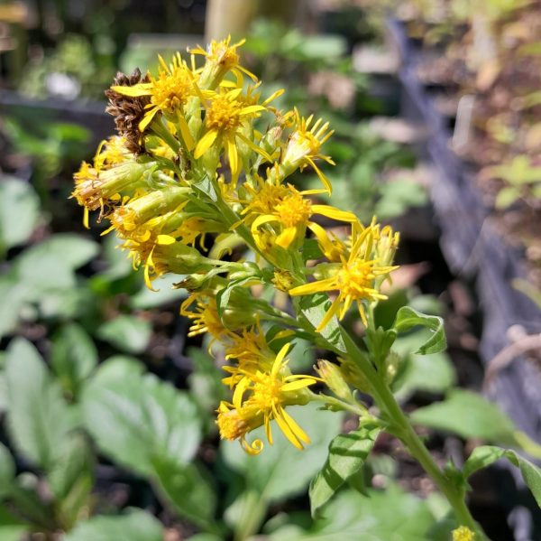 european-goldenrod-solidago-flower-kahikatea-farm
