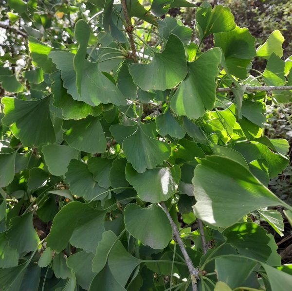 ginkgo-kahikatea-farm