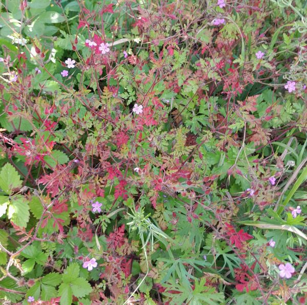 herb-robert-kahikatea-farm