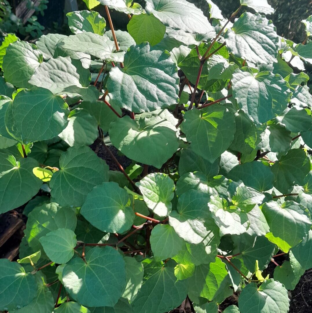 kawakawa-kahikatea-farm-nursery