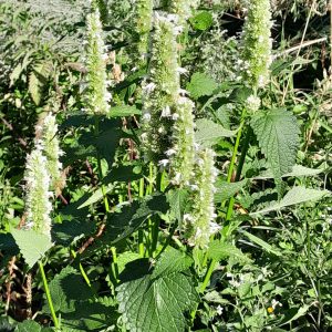 korean-mint-white-flowers