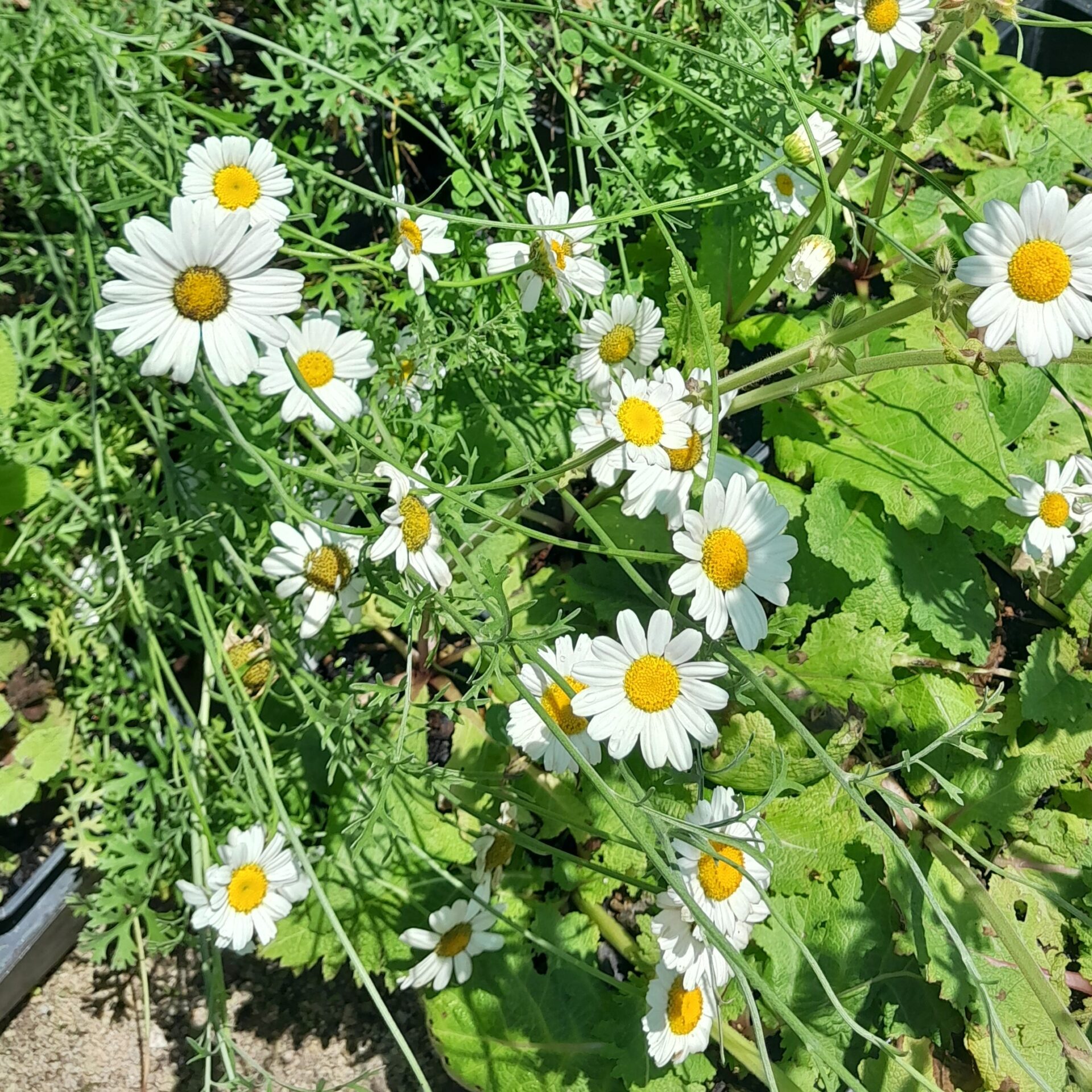 pyrethrum-flowers-kahikatea-farm