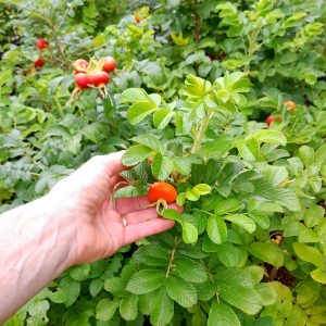 rosa-rugosa-rosehips-kahikatea-farm