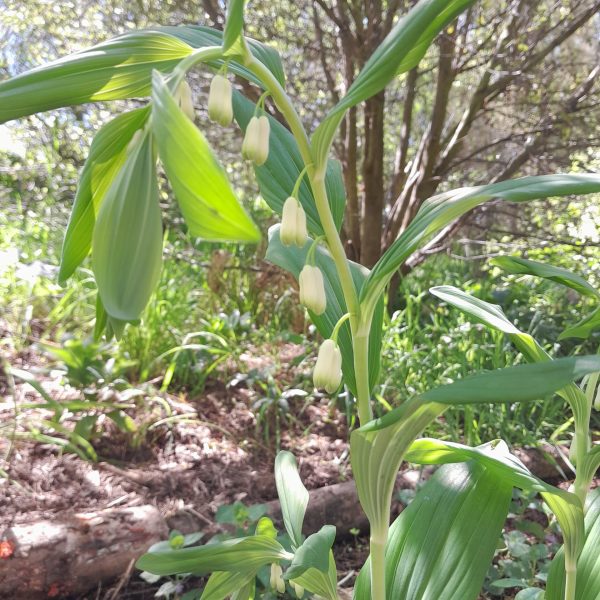 solomons-seal-flower-kahikatea-farm