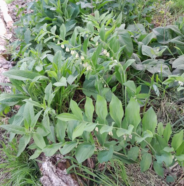 solomons-seal-kahikatea-farm-food-forest