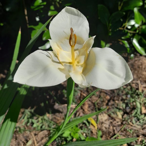tigridia-tiger-flower-kahikatea-farm