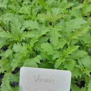 vervain-verbena-plants-kahikatea-farm