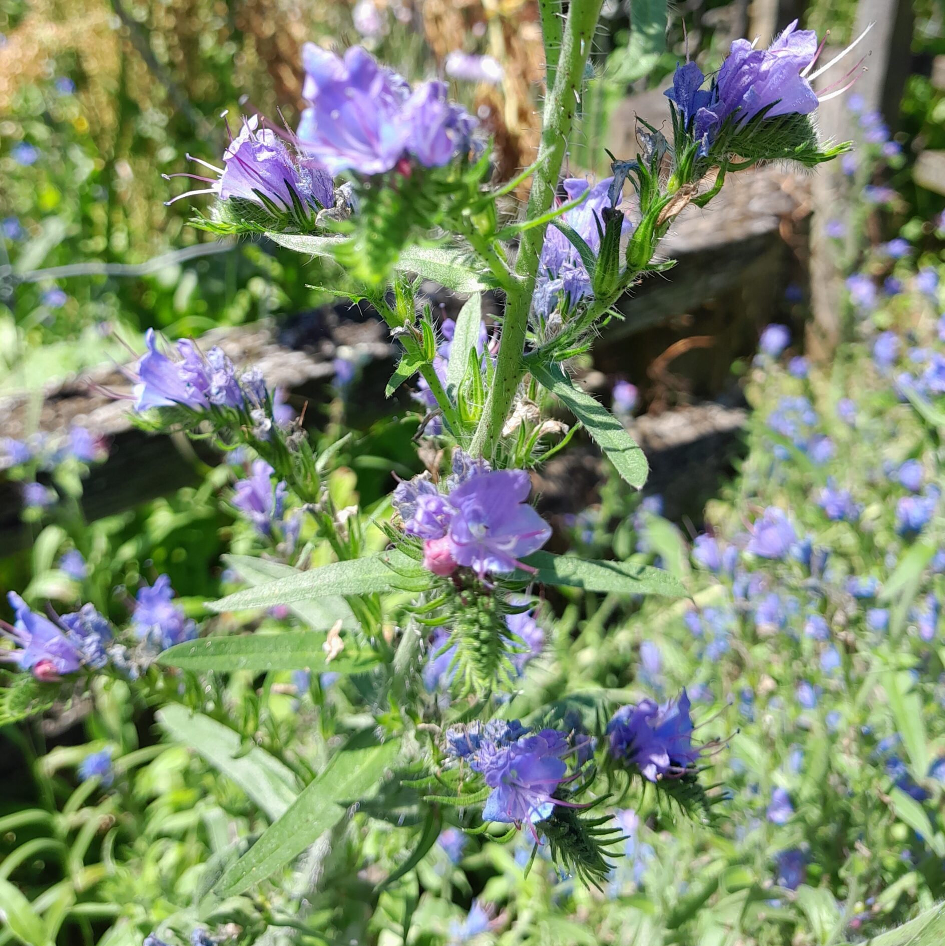 vipers-bugloss-flower-kahikatea-farm