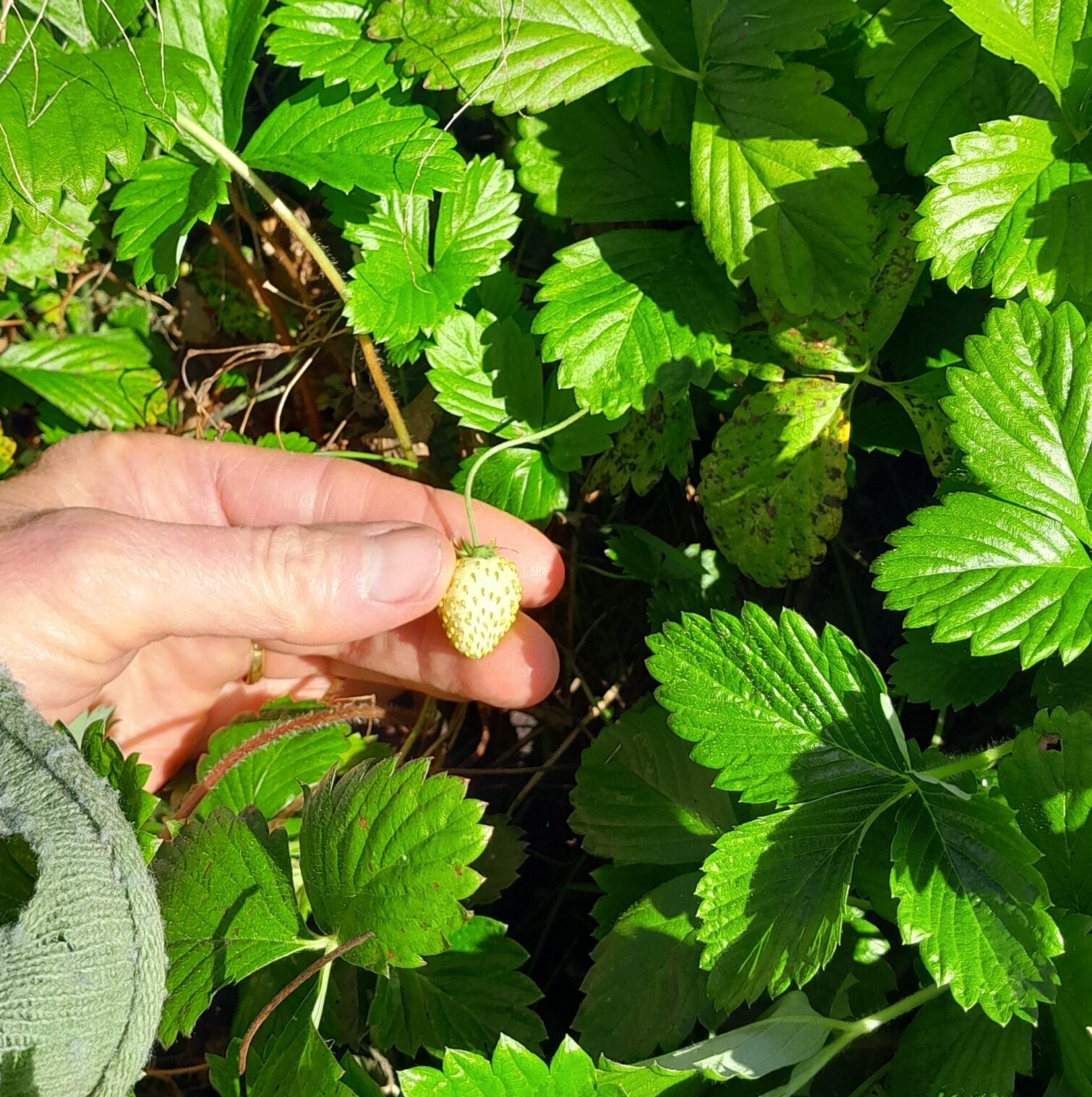 white-alpine-strawberry-fruit-kahikatea-farm