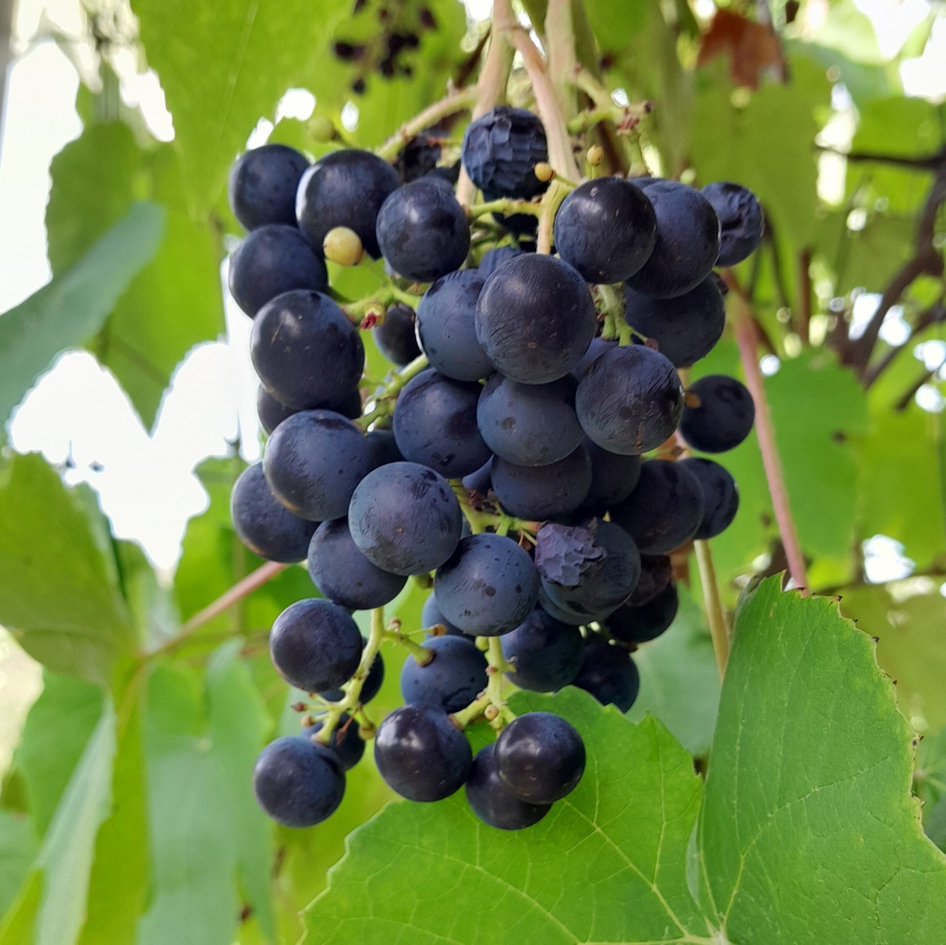 grape-buffalo-plant-kahikatea-farm