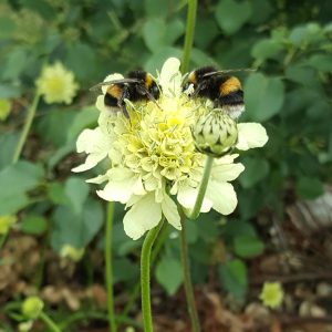 giant-scabious-bees-kahikatea-farm