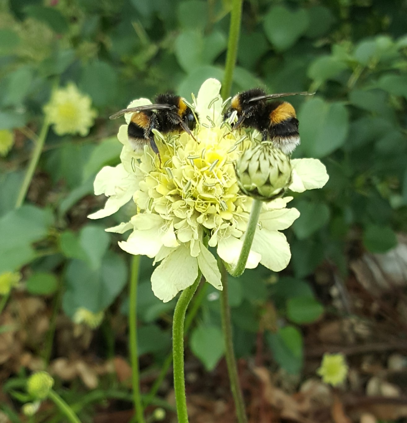 giant-scabious-bees-kahikatea-farm