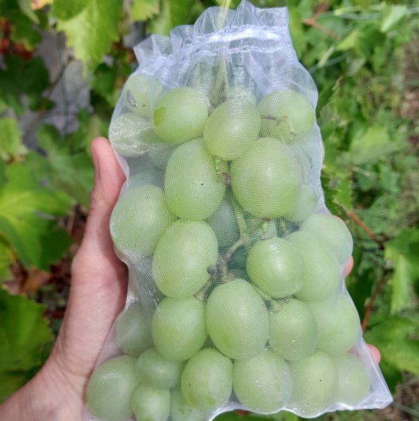 grape-italia-bagged-kahikatea-farm