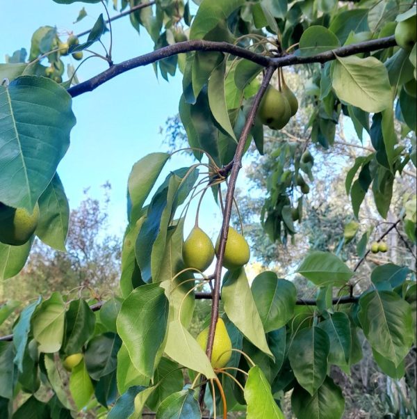 european-common-wild-pear-kahikatea-farm-food-forest