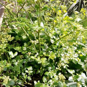 alexanders-plant-kahikatea-farm-food-forest