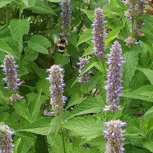 anise-hyssop-flowers-bee-kahikatea-farm