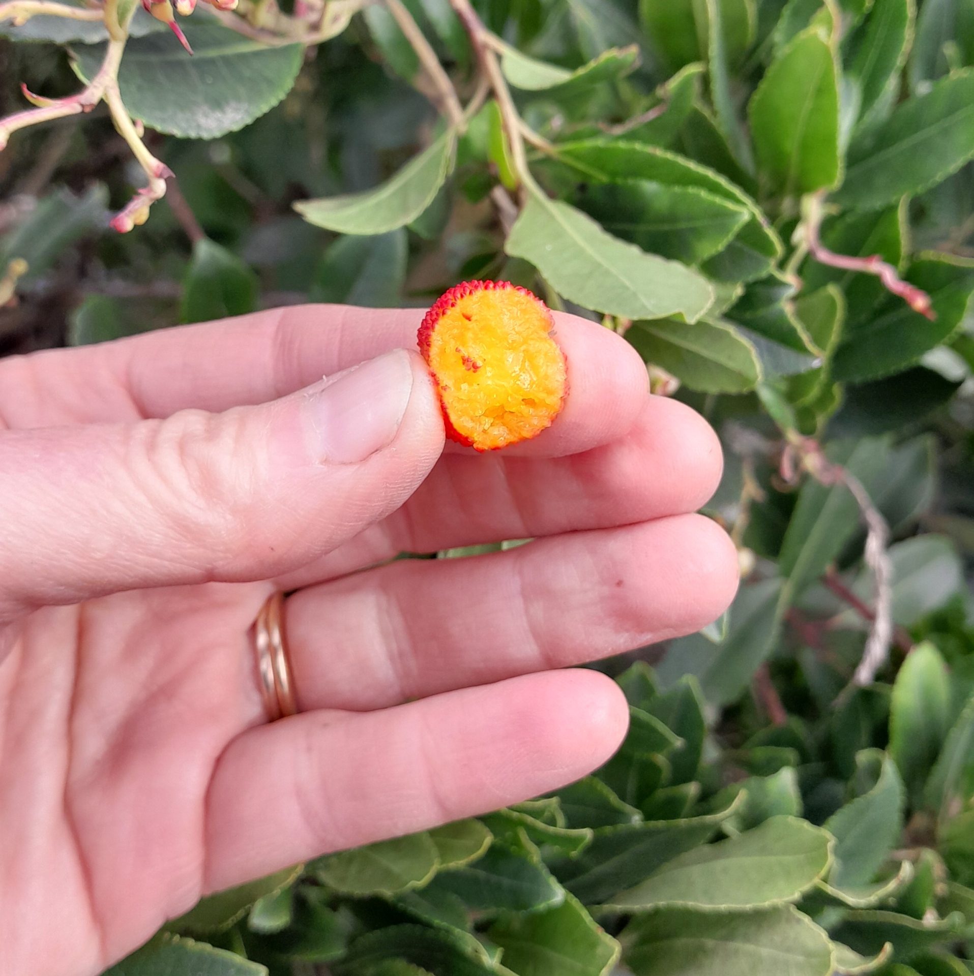 arbutus-inside-fruit-kahikatea-farm