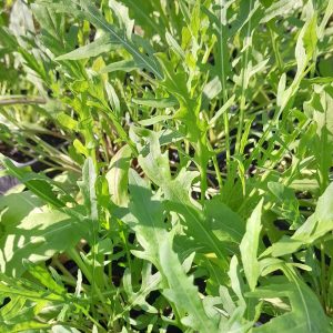 arugula-kahikatea-farm-nursery