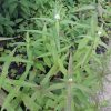 boneset-eupatorium-plants-kahikatea-farm-nursery