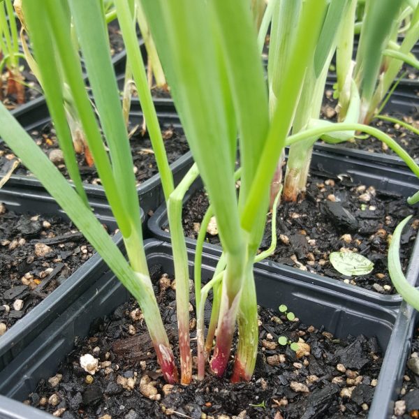 bunching-onion-red-plant-kahikatea-farm-nursery