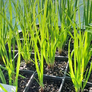 bunching-onion-red-plants-kahikatea-farm-nursery