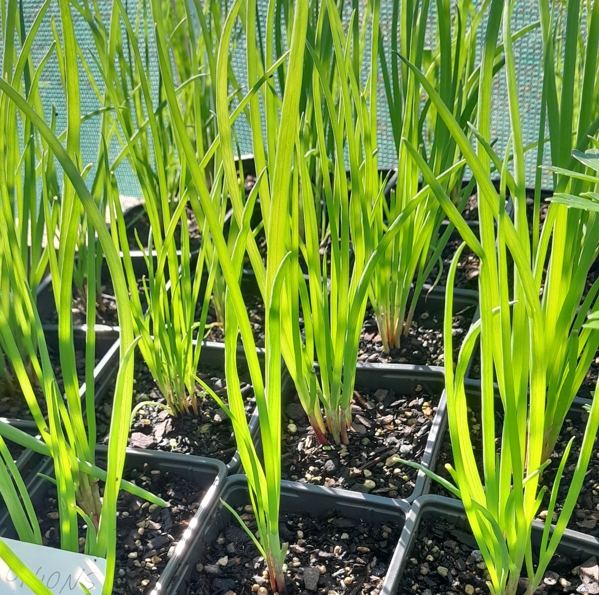 bunching-onion-red-plants-kahikatea-farm-nursery