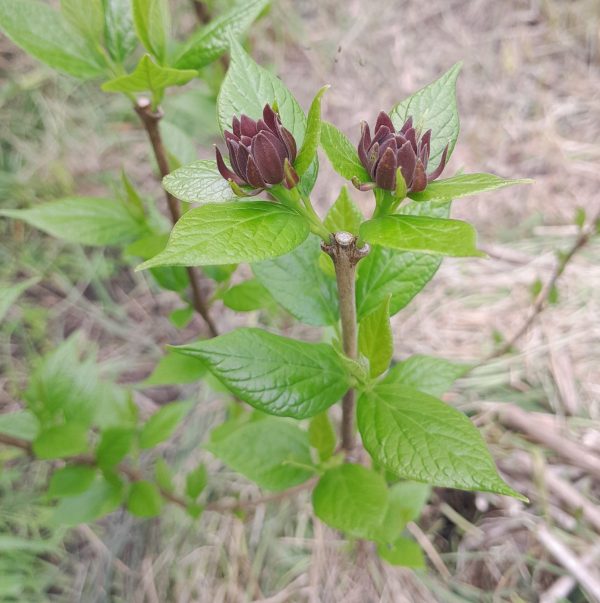 calycanthus-buds-kahikatea-farm-food-forest