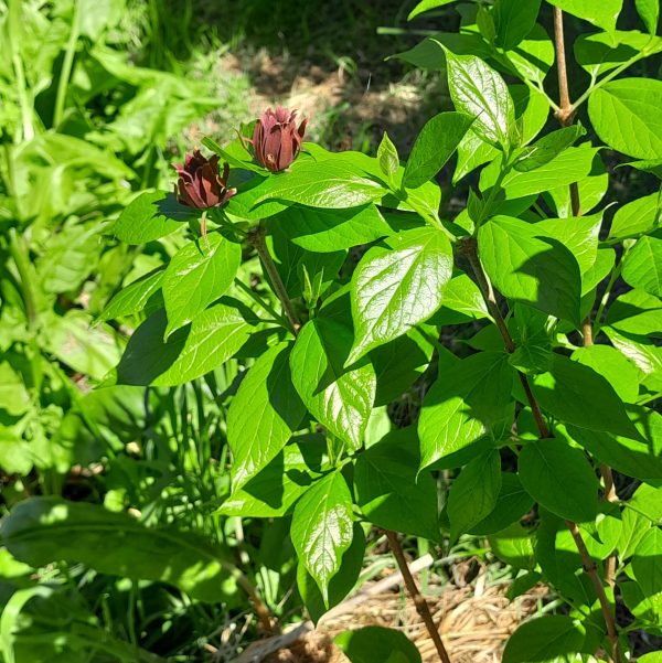 calycanthus-allspice-sweetshrub-kahikatea-farm-food-forest