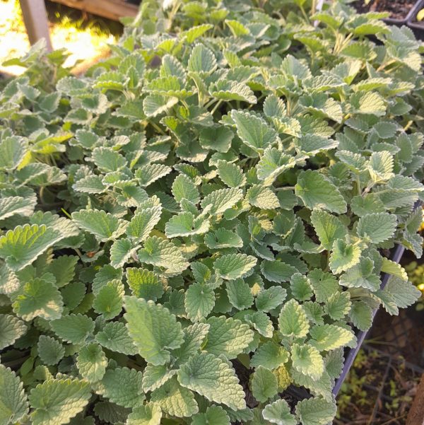 catnip-plants-kahikatea-farm-nursery