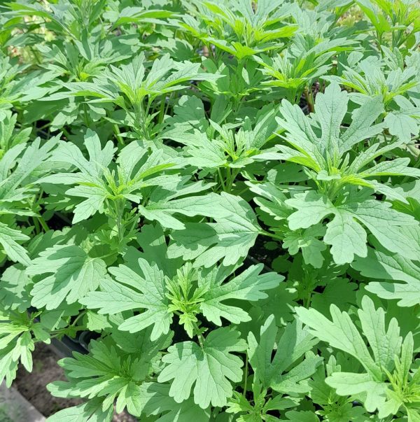 chinese-motherwort-plants-kahikatea-farm-nursery