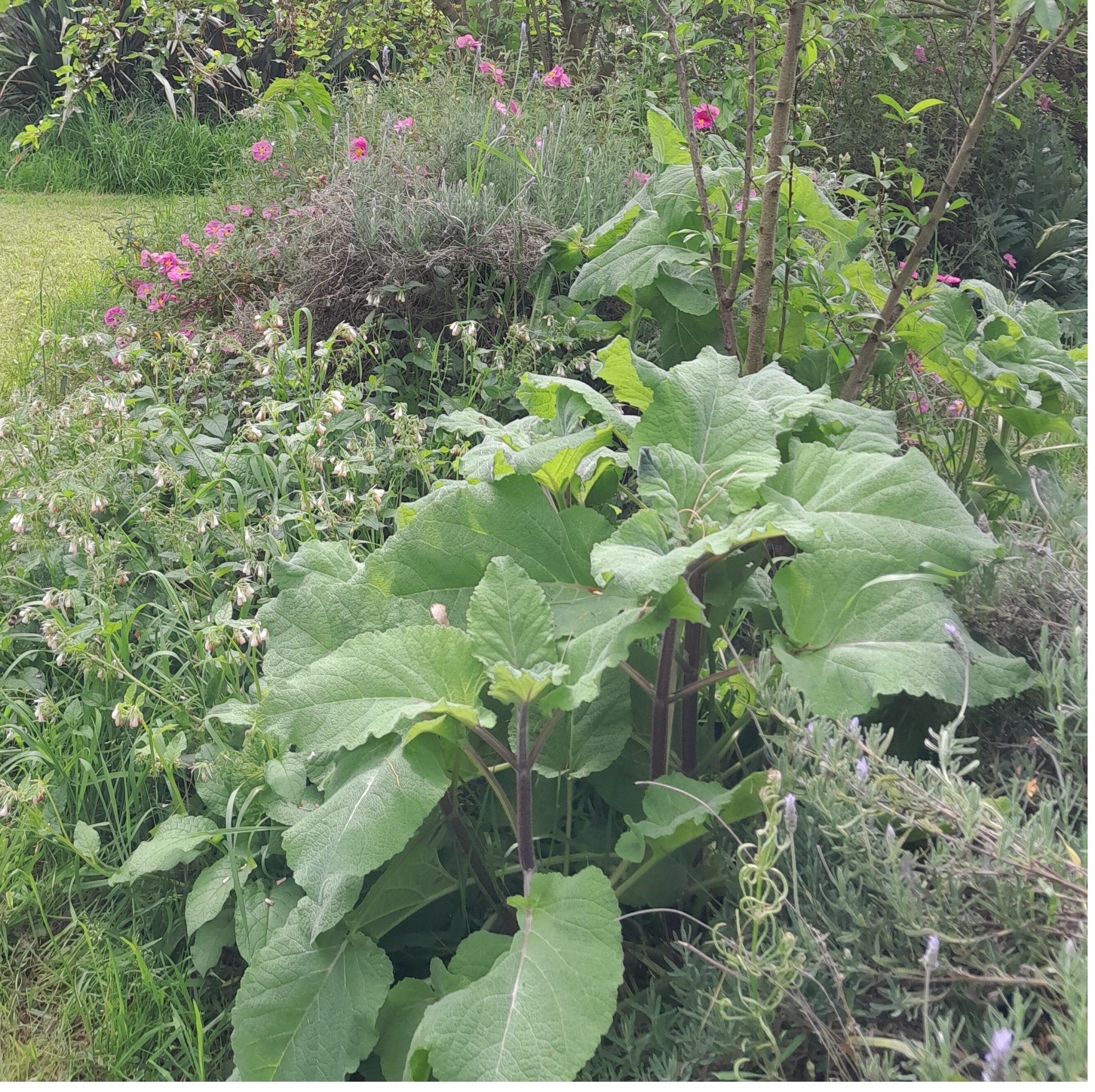 clary-sage-kahikatea-farm-food-forest