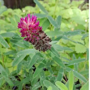 clover-red-feathers-flower-plant-kahikatea-farm-nursery