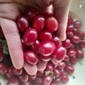 cornelian-cherry-harvest-kahikatea-farm-food-forest