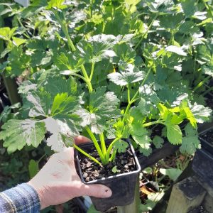 cutting-celery-plant-kahikatea-farm-nursery
