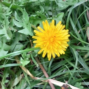 dandelion-flower-kahikatea-farm