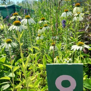 echinacea-white-flower-plant-kahikatea-farm-nursery