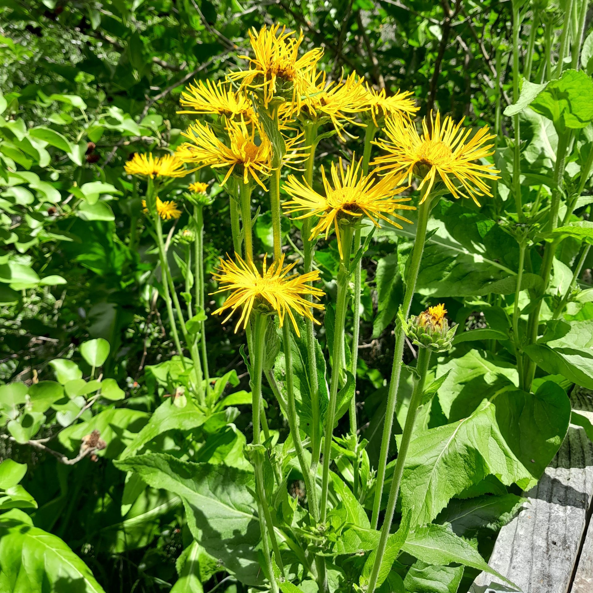 elecampane-kahikatea-farm-food-forest