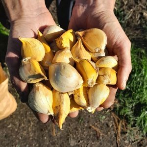 elephant-garlic-kahikatea-farm
