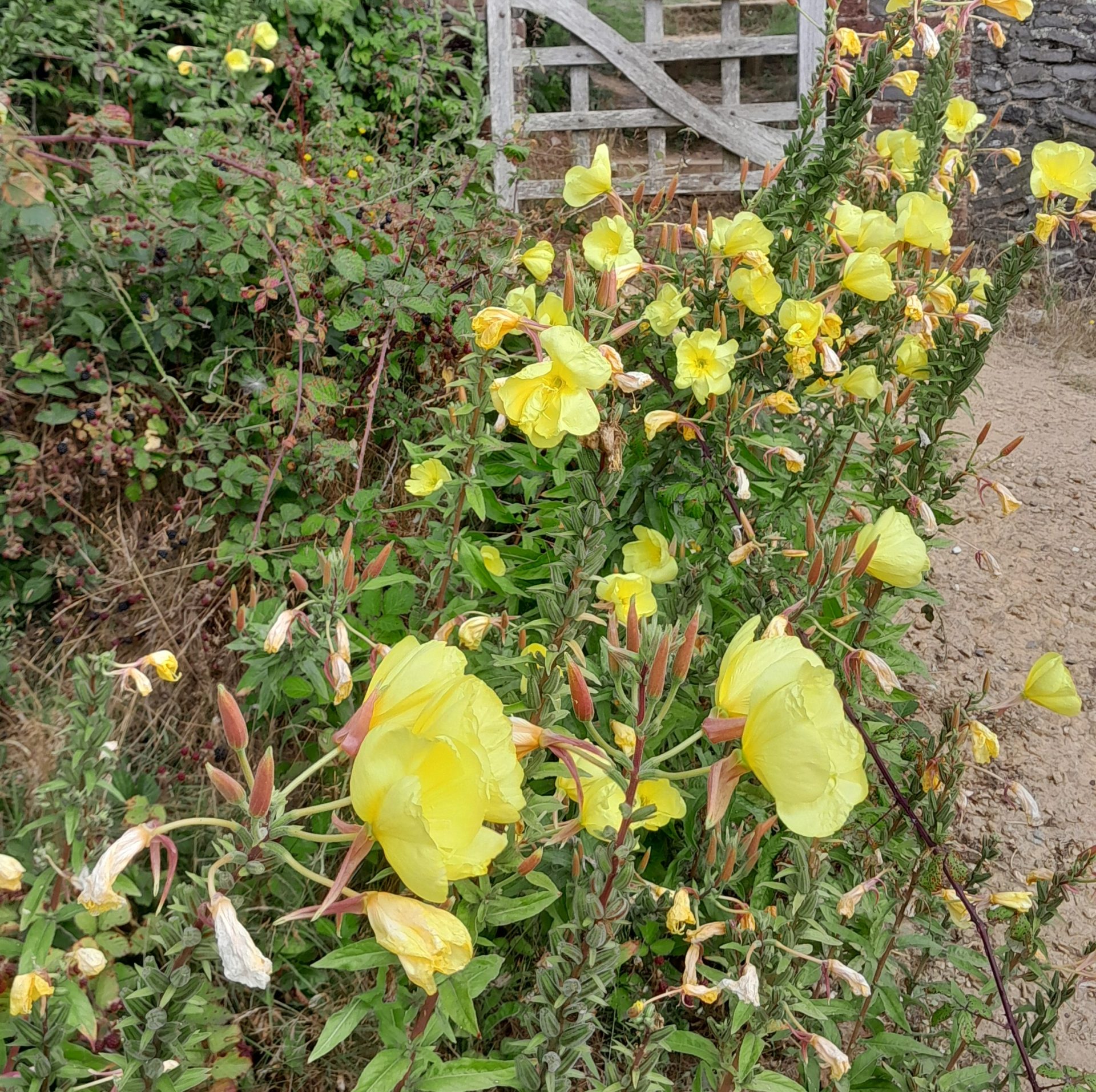 evening-primrose-st-marthas-kahikatea-farm