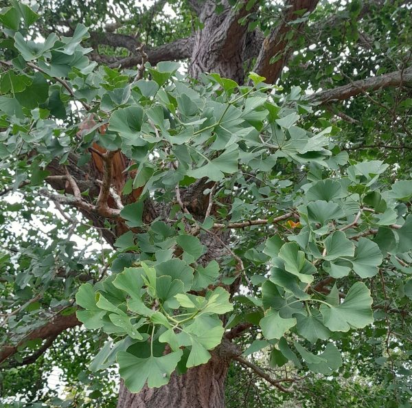 ginkgo-biloba-tree-kahikatea-farm-nursery