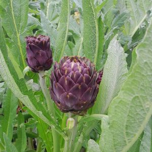 globe-artichoke-purple-kahikatea-farm