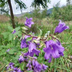 greater-bellflower-kahikatea-farm-food-forest