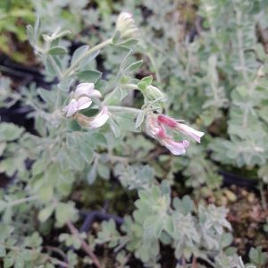 hairy-canary-clover-flower-kahikatea-farm-nursery