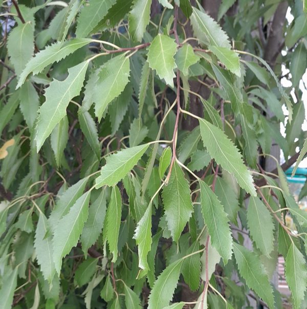hoheria-leaves-kahikatea-farm-food-forest