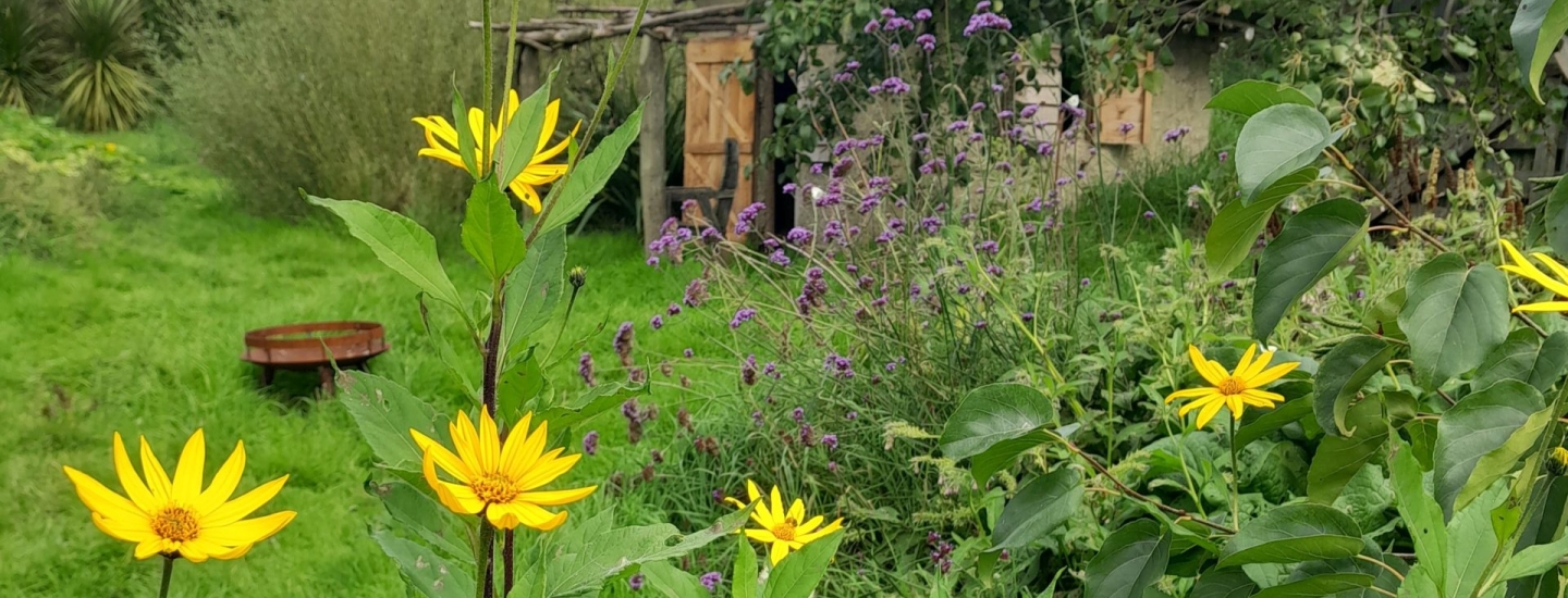 jerusalem-artichoke-flowers-kahikatea-farm-food-forest