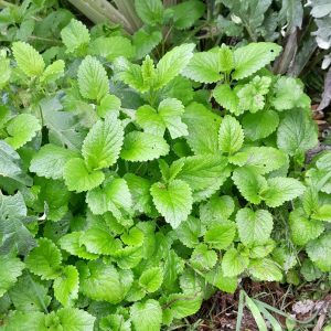 lemon-balm-kahikatea-farm