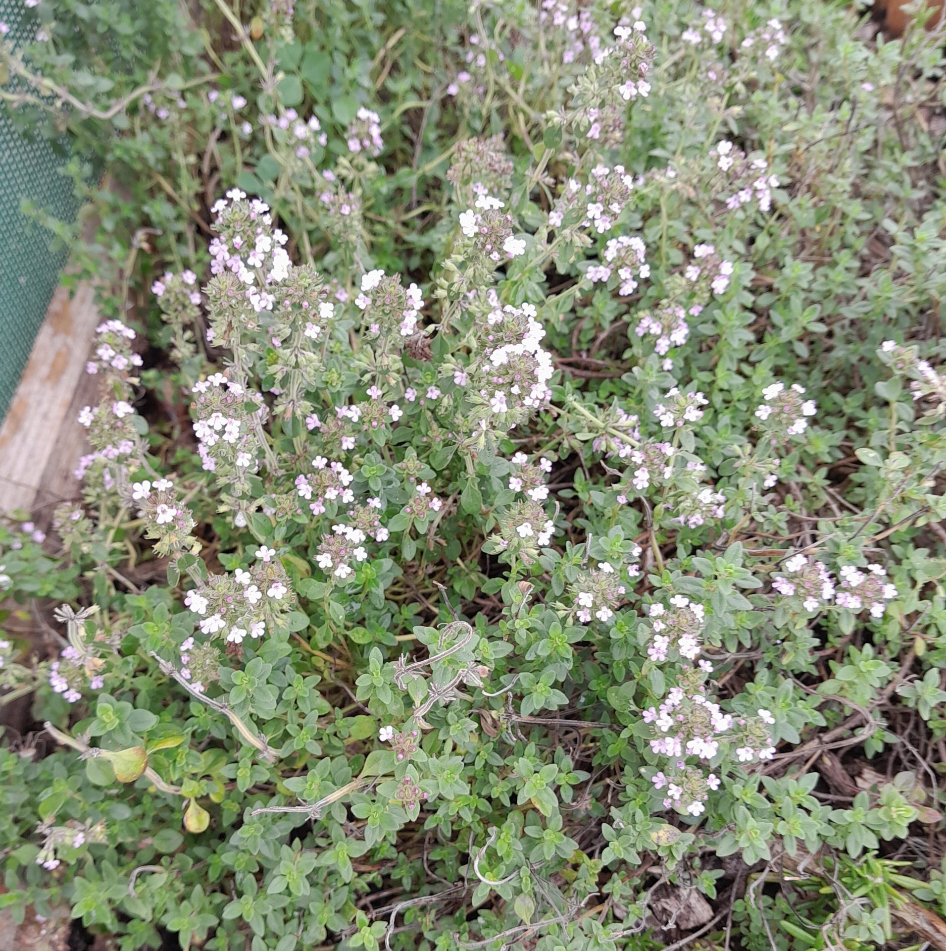 lemon-thyme-kahikatea-farm-nursery