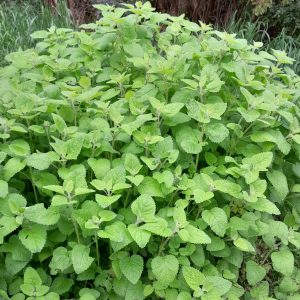 lime-balm-kahikatea-farm-food-forest